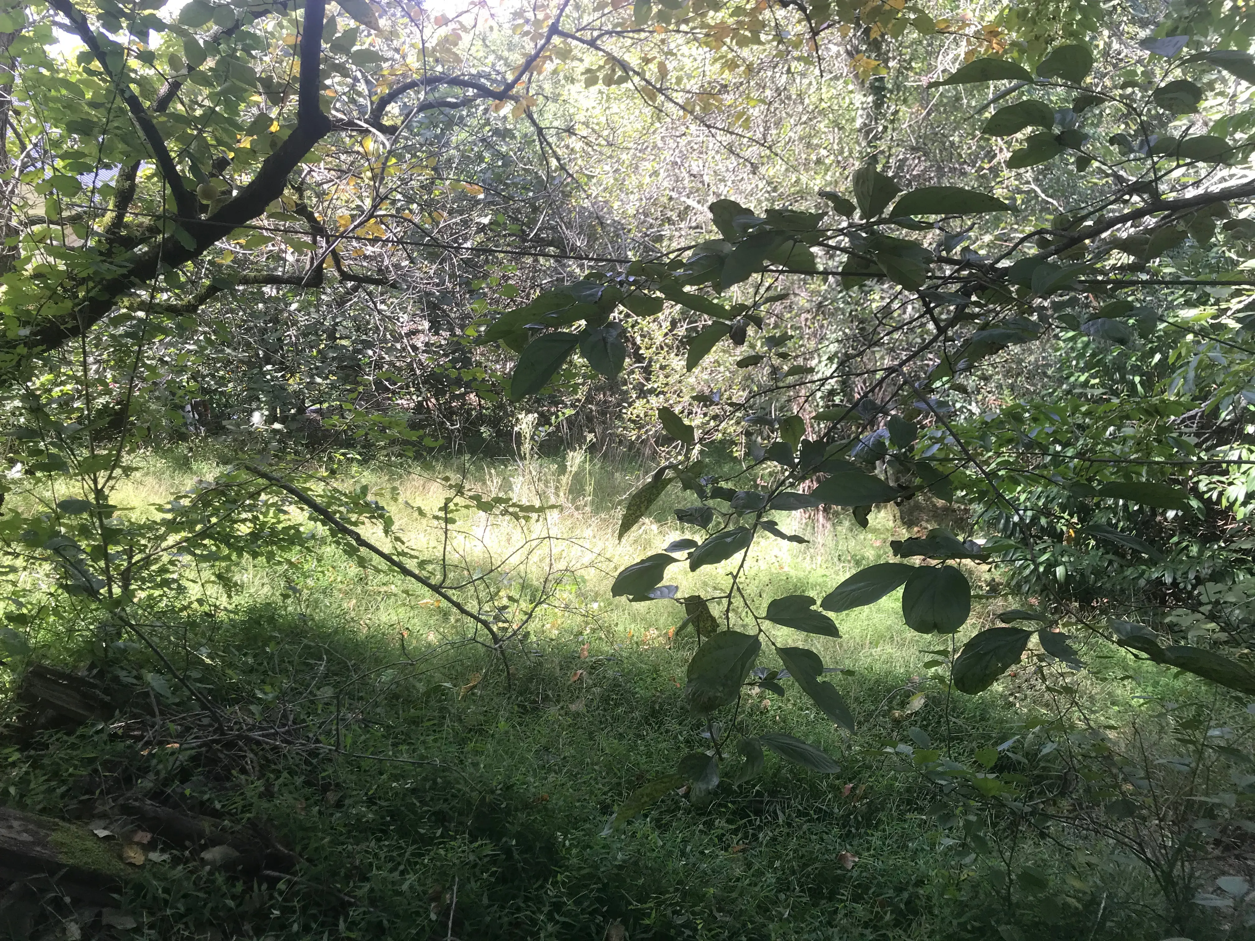 Участок с плодоносящим садом