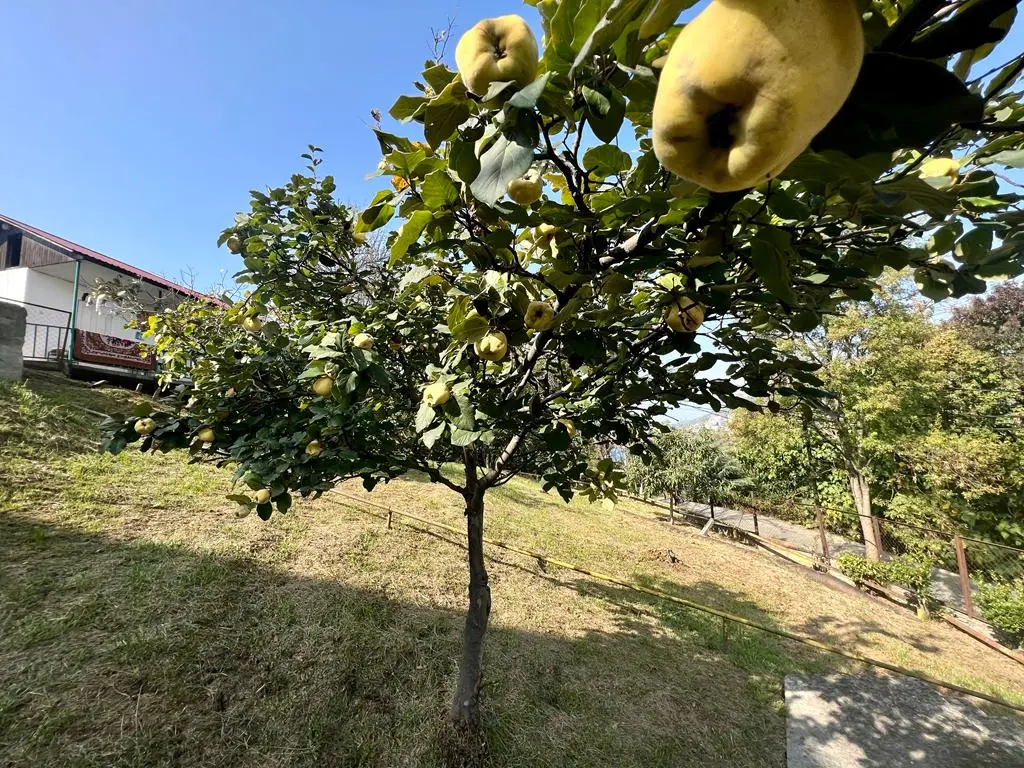Участок в центральном районе Сочи