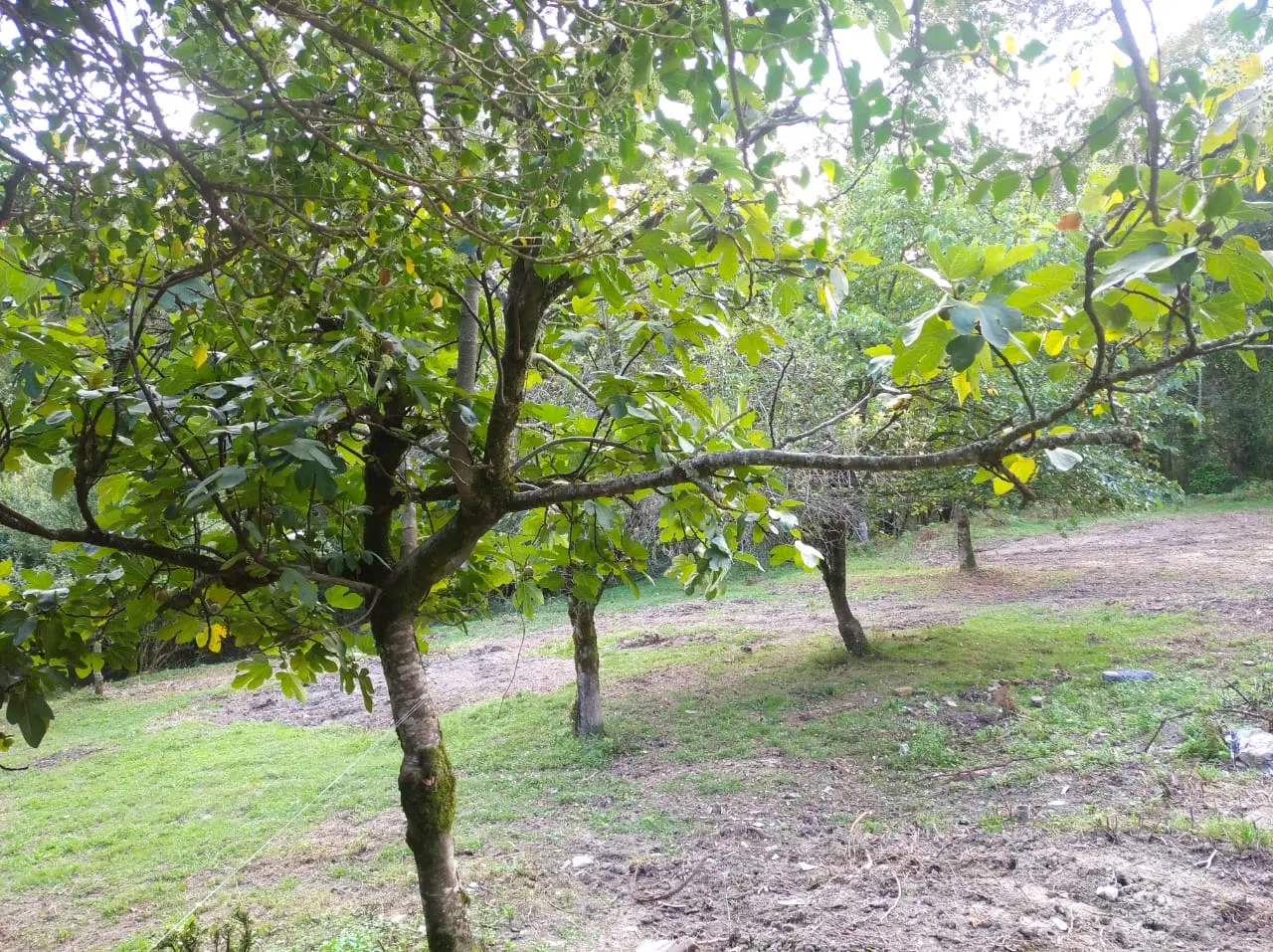 Участок под базу отдыха или усадьбу