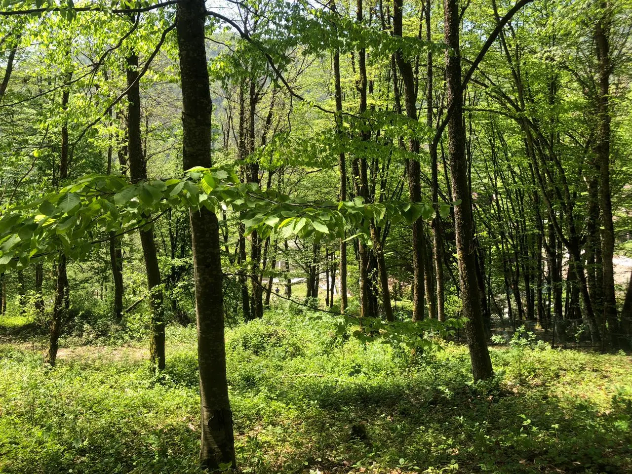 Продам последний участок в Красной Поляне