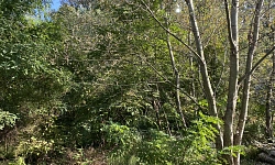 Продам участок в центре Сочи