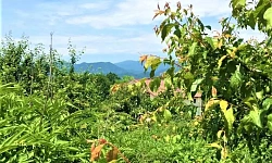 Продам земельный участок в Сергей-поле