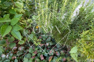 Изображение 17