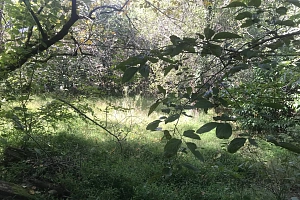 Участок с плодоносящим садом