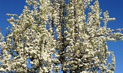 Земельный участок в Лоо