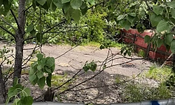 земля на Бамбуковой