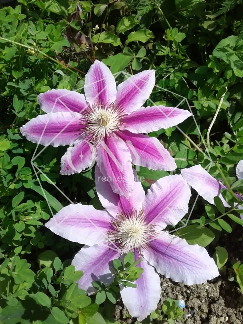 Изображение 13