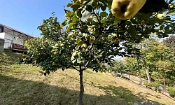 Участок в центральном районе Сочи