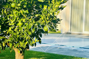 Изображение 12