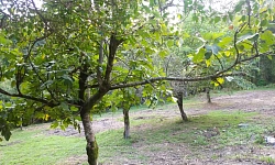 Участок под базу отдыха или усадьбу