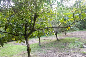 Участок под базу отдыха или усадьбу