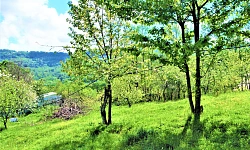 Шикарный участок утопающий в зелени