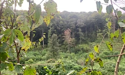 Земельный участок под коттеджную застройку