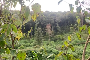 Земельный участок под коттеджную застройку