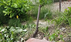 Участок под строительство гостиницы. 