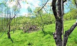 Шикарный участок утопающий в зелени