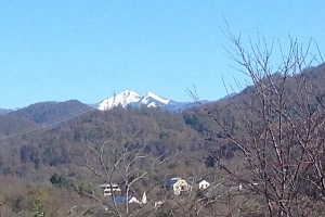 участок с плодоносящим садом