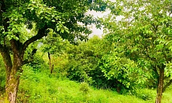 Участок 36 соток Верхнее Буу