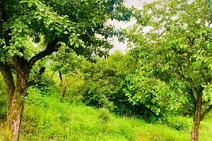 Участок 36 соток Верхнее Буу