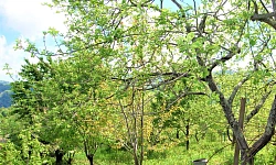 Шикарный участок утопающий в зелени