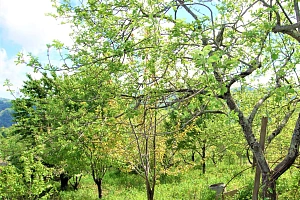 Шикарный участок утопающий в зелени