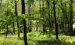 Продам последний участок в Красной Поляне