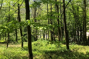 Продам последний участок в Красной Поляне