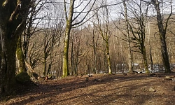 Участок в Красной Поляне под частную резиденц...