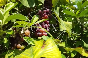 Изображение 11