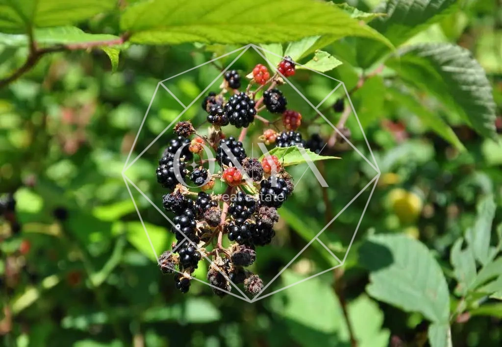 Изображение 26