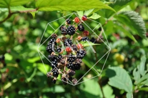 Изображение 26