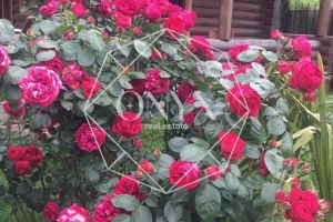 Изображение 22