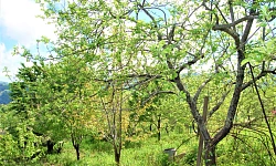 Шикарный участок с видом на море