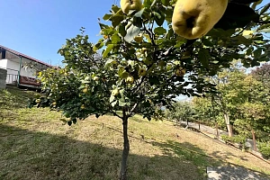 Участок в Новом Сочи